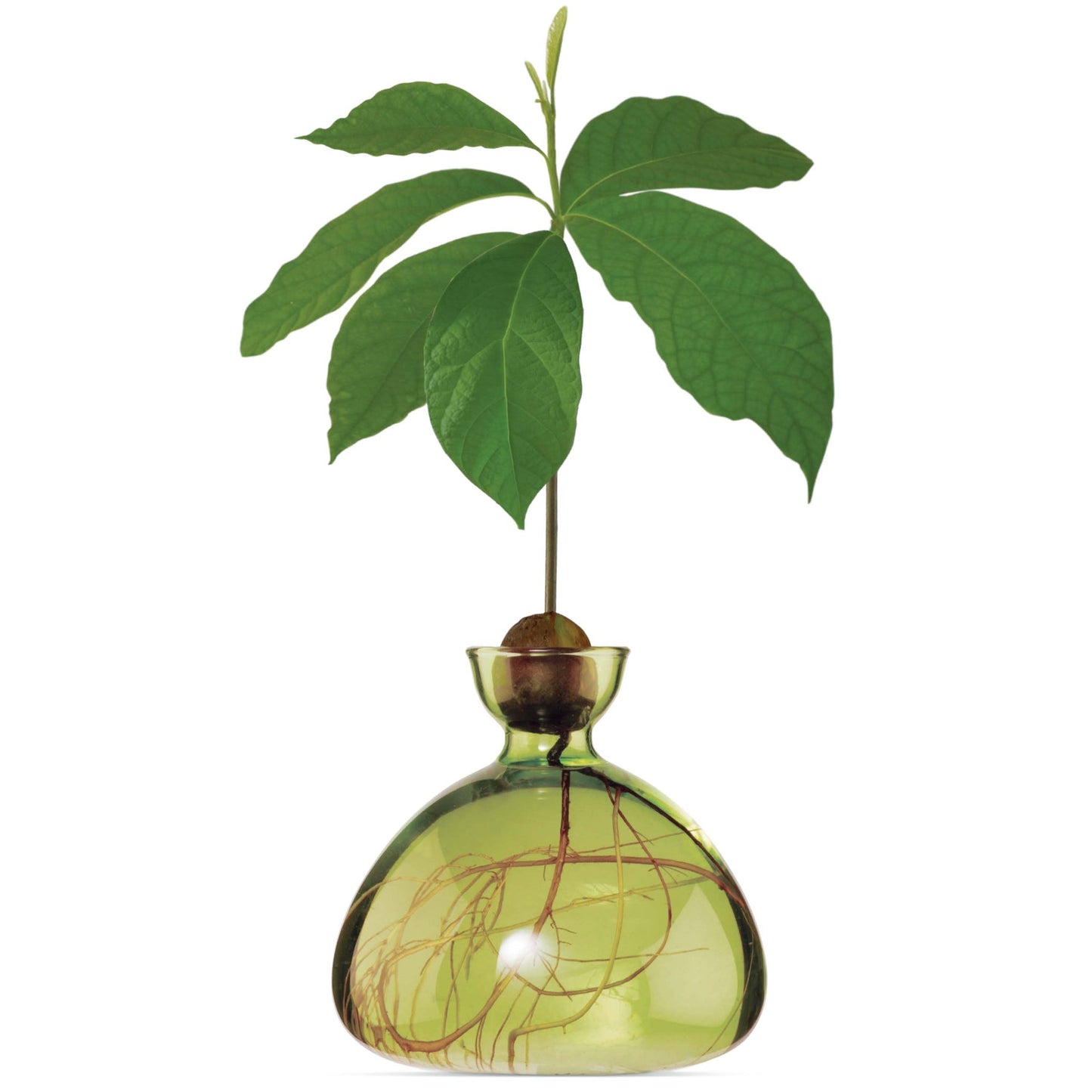 Avocado Vase - Choose Color