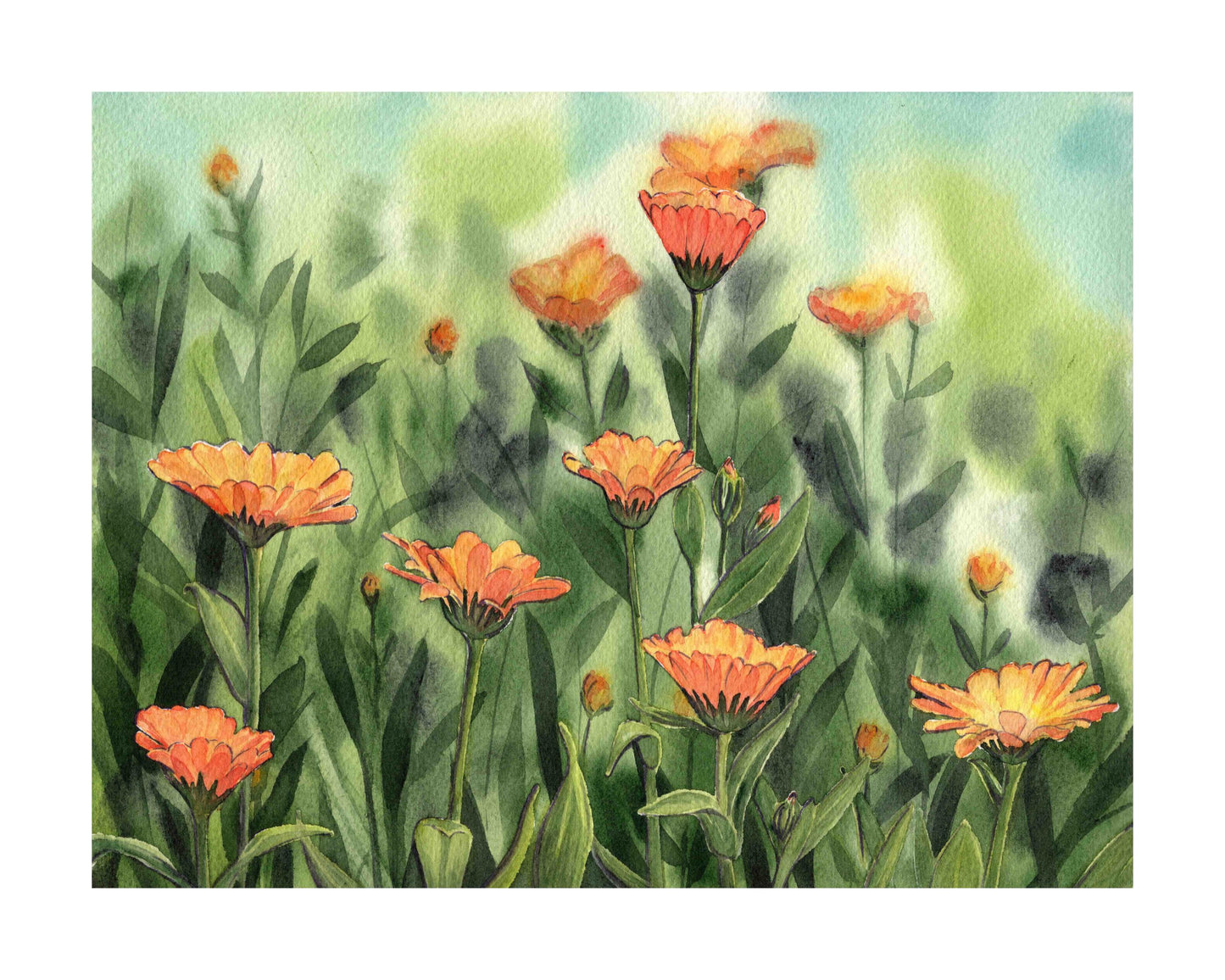 Calendula art print by Emily Marie