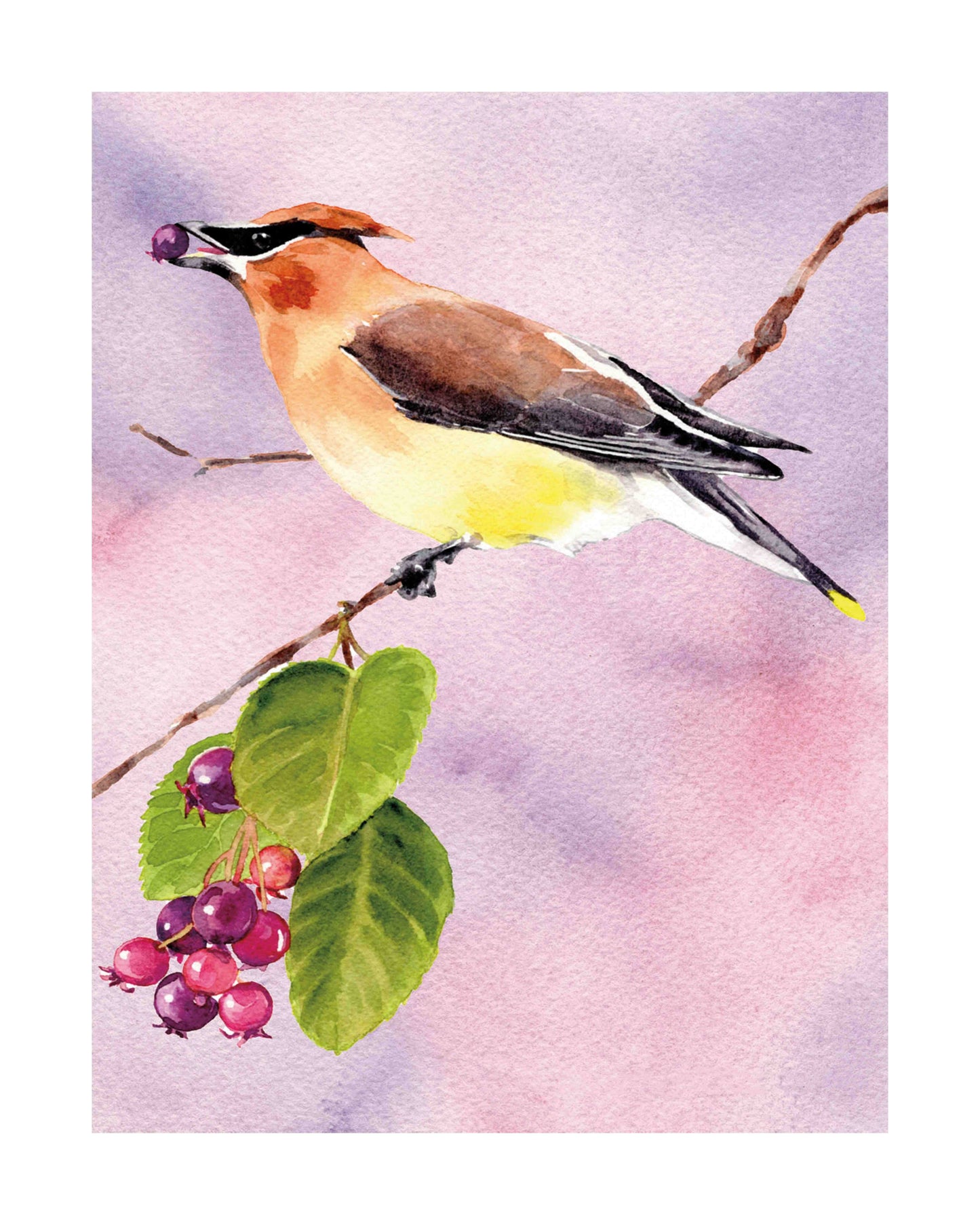 Cedar Waxwing art print by Emily Marie