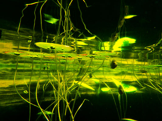 Under the Lillypads by J.H. Arnold