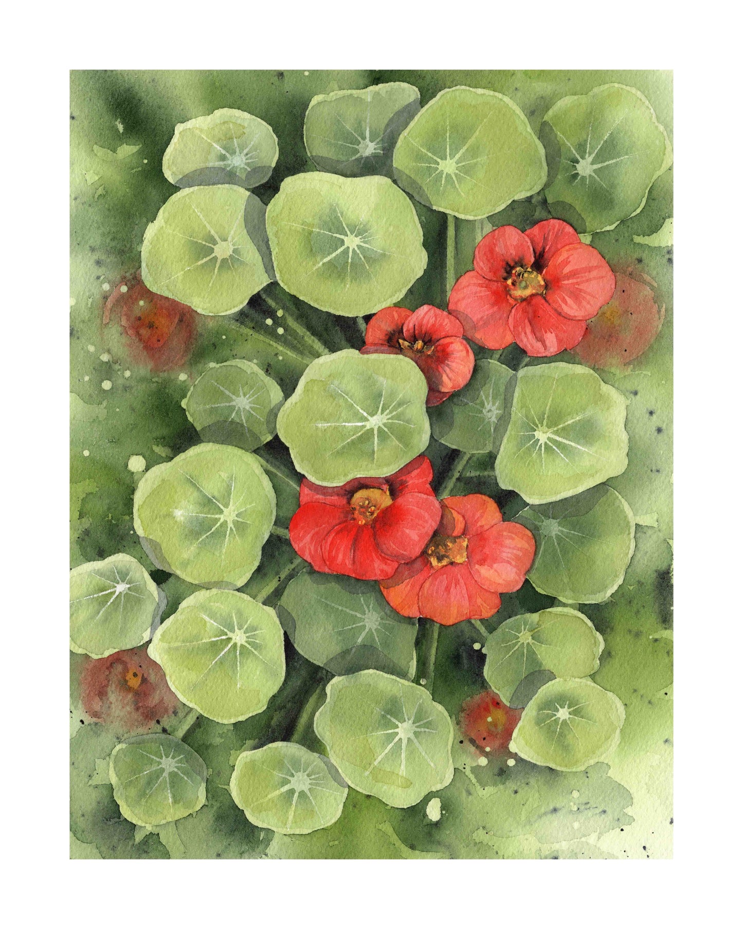 Nasturtium art print by Emily Marie