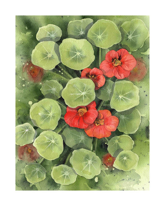 Nasturtium art print by Emily Marie