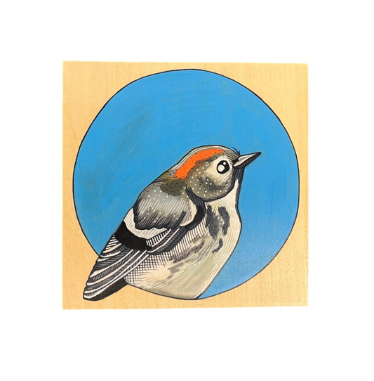 Ruby-Crowned Kinglet Bird by Steph Davies