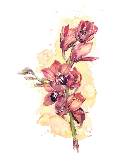 Cymbidium (Boat Orchids) by Emily Schroeder