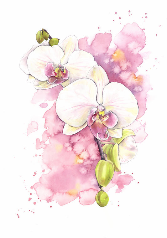 Phalaenopsis (Moth Orchid) by Emily Schroeder