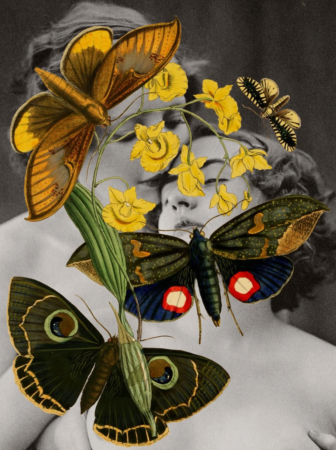 Butterfly Love Art Prints