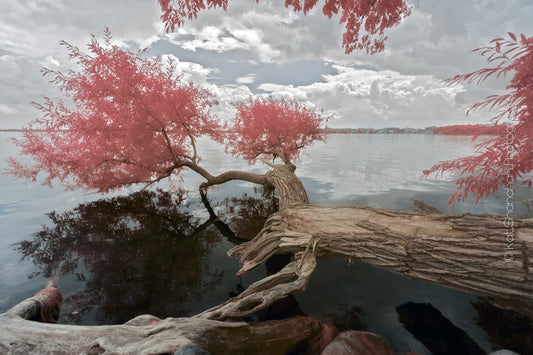 Picnic Point, 24" x 36", Metal photography print by Kat Shanahan