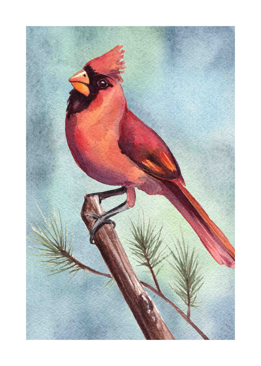 Northern Cardinal art print by Emily Marie