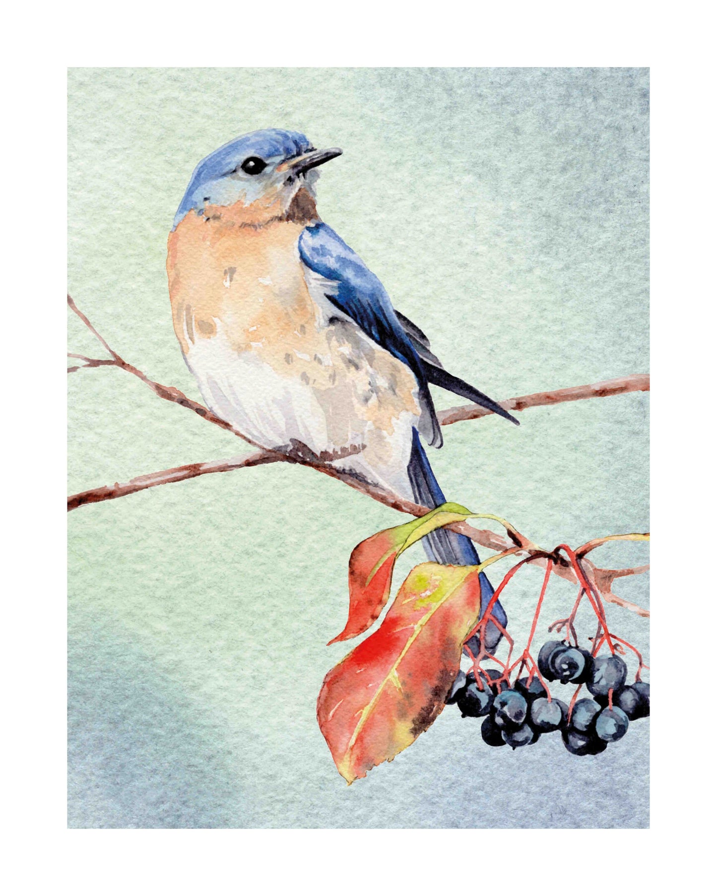 Eastern Bluebird art print by Emily Marie