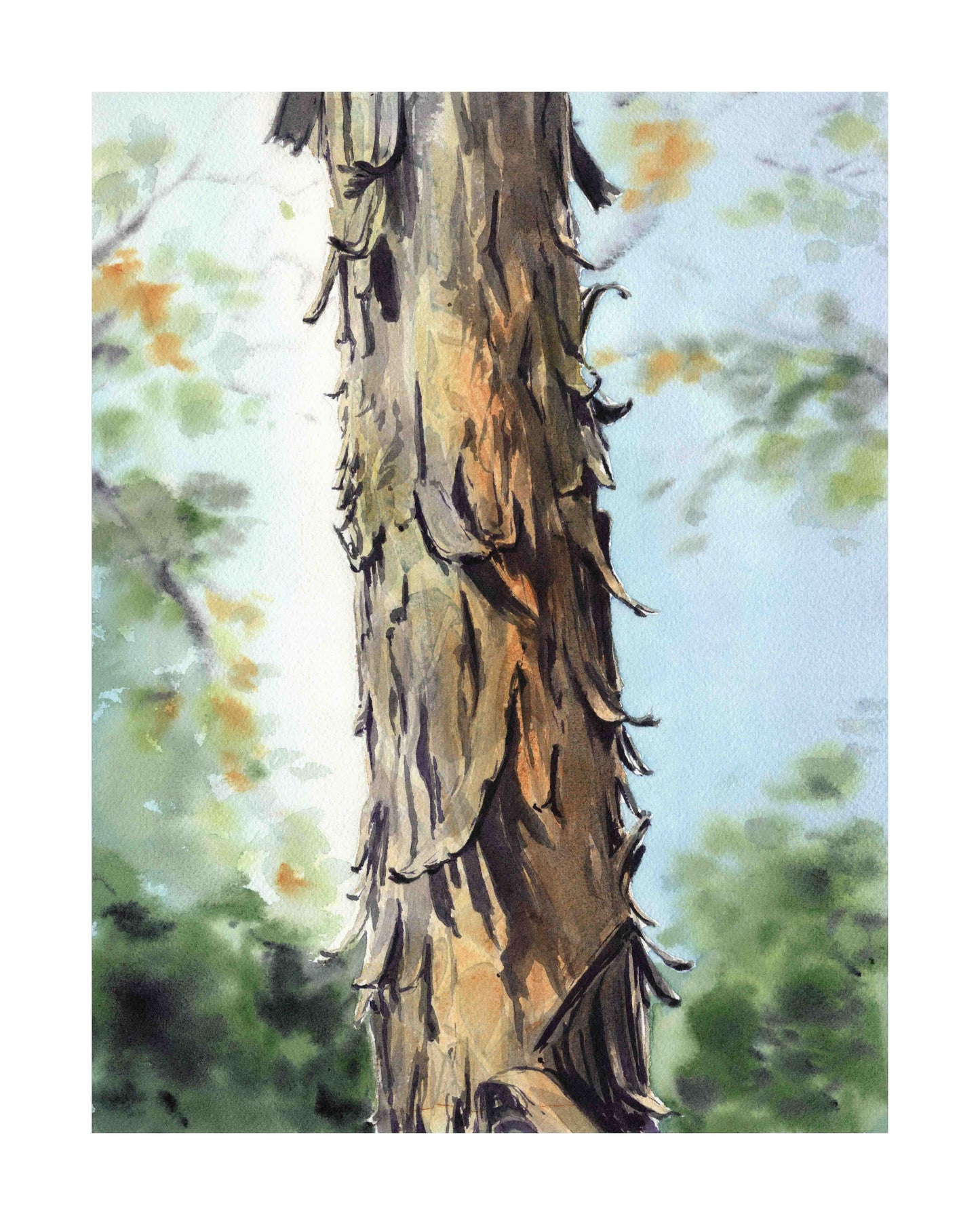 Shagbark Hickory art print by Emily Marie