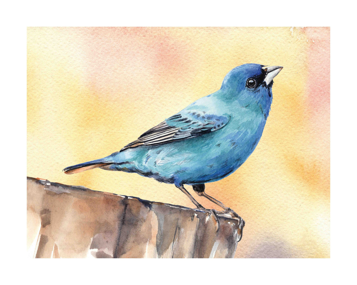Indigo Bunting art print by Emily Marie