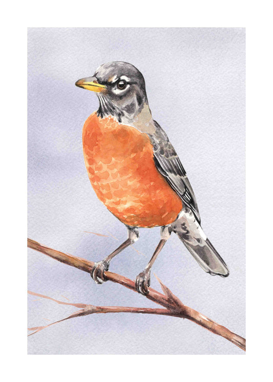 American Robin art print by Emily Marie
